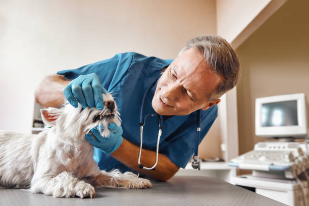 Best Emergency Dental Services for Seniors in Graceville, FL